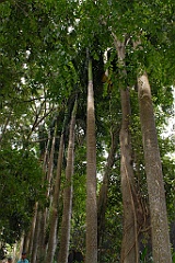 0773 Wildlife Habitat Port Douglas